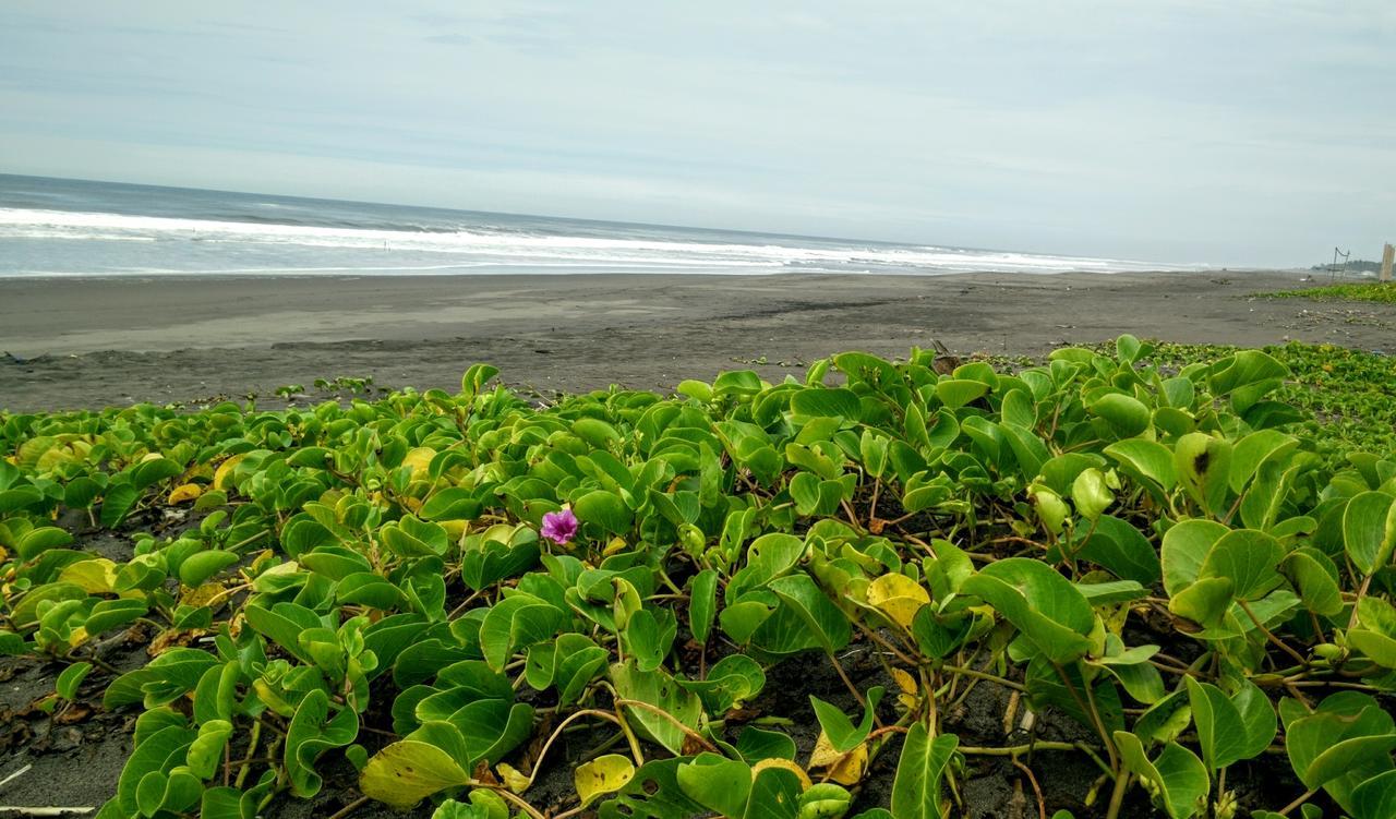 Eco-Hotel Playa Quilombo Las Lisas Екстериор снимка